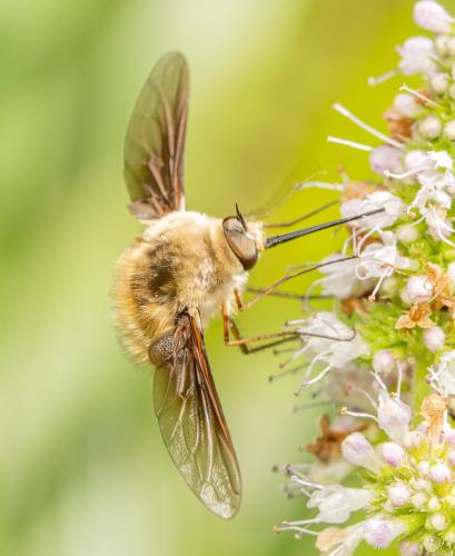 Réf. 353 451 : Bombylius sp.